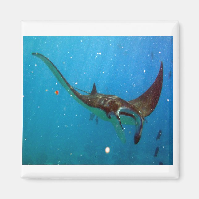 Hanauma Bay Hawaii Manta Ray Magnet (Front)