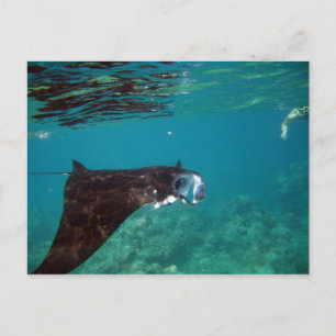Hanauma Bay Hawaii Manta Ray Postcard
