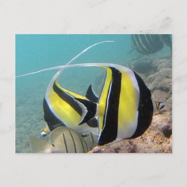 Hanauma Bay Hawaii Moorish Idol Postcard (Front)