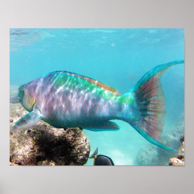 Hanauma Bay Hawaii Parrot Fish Poster (Front)