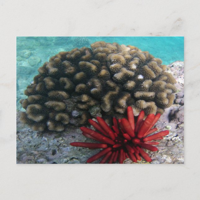 HANAUMA BAY HAWAII - Pencil Slate Sea Urchin Postcard (Front)