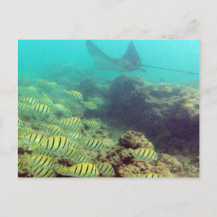 HANAUMA BAY HAWAII - Spotted Eagle Ray Postcard