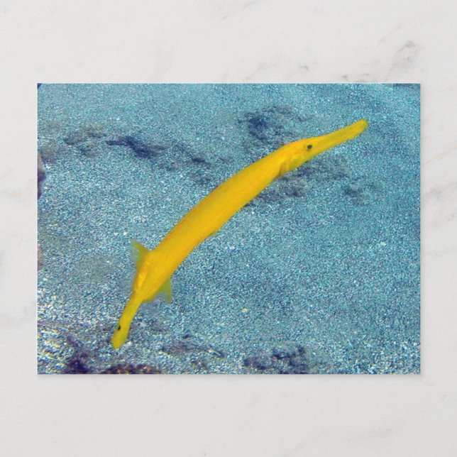HANAUMA BAY HAWAII - Trumpet Fish (Nunu) Postcard (Front)