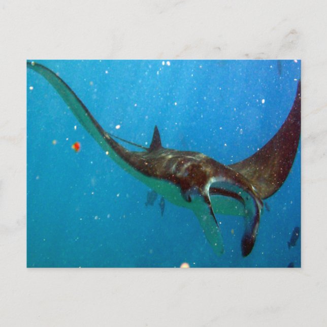 Hanauma Bay Oahu Manta Ray Postcard (Front)