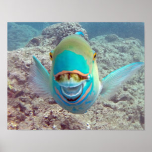 Hanauma Bay Parrot Fish Poster