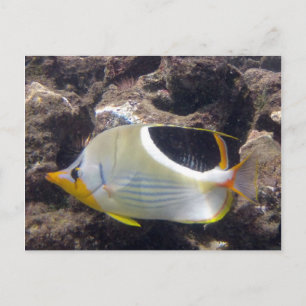 Hanauma Bay - Saddleback Butterfly Fish Postcard