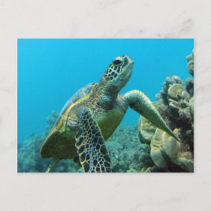 Hanauma Bay Turtle Postcard