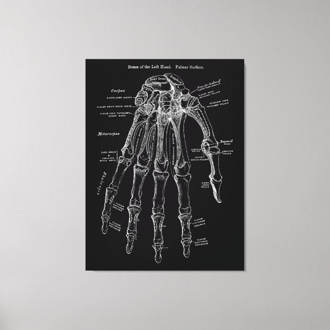 Hand Anatomy Large Canvas Wall Art 36x48" (Front)