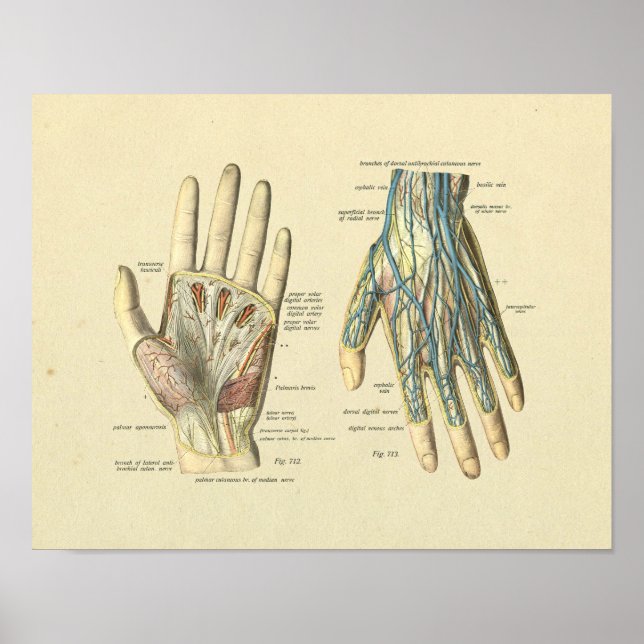 Hand Arteries Veins Nerves Anatomy Print (Front)
