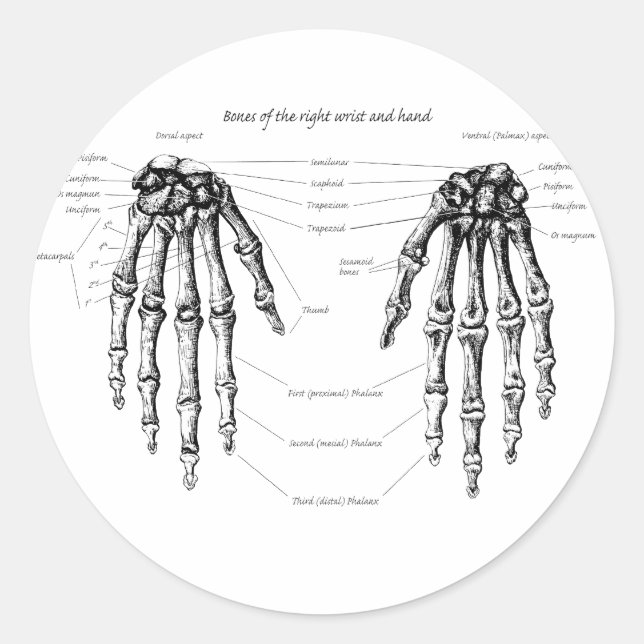 Hand Bones Details fl Classic Round Sticker (Front)