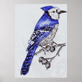 Hand-Drawn Blue Jay| Black & Blue Ink Nature Art Poster