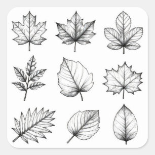 Hand-Drawn Botanical Leaf Specimen Collection Square Sticker