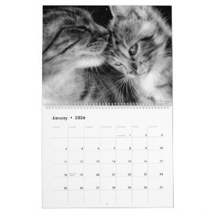 Hand Drawn Cats Wild and Domestic Felines Calendar