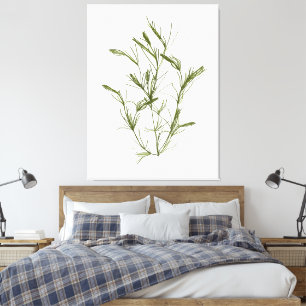 Hand-Drawn Chara fragilis Seaweed Canvas Print