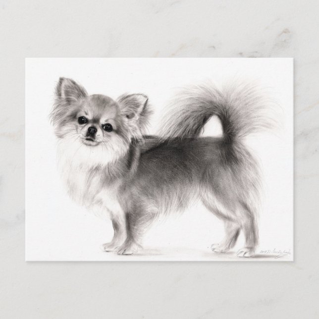 Hand Drawn Chihuahua Postcard (Front)