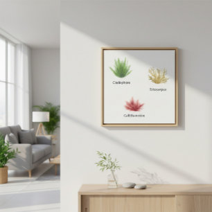 Hand Drawn Cladophora, Ectocarpus Seaweed Canvas Print