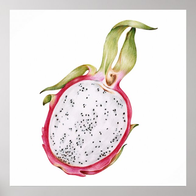 Hand drawn dragon fruit illustration poster (Front)