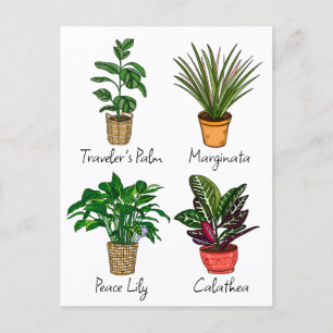 Hand Drawn House Plants Art   Postcard