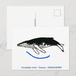 Hand drawn - Humpback WHALE- Endangered animal- Postcard