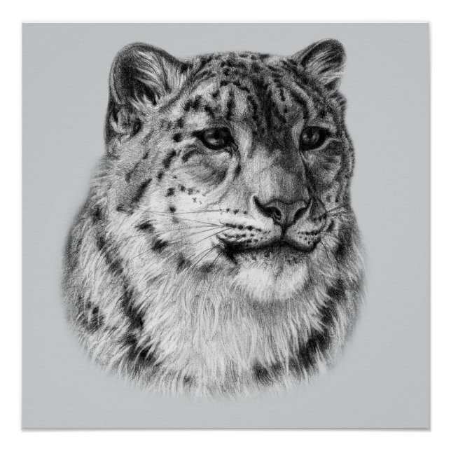 Hand-Drawn Snow Leopard  Poster (Front)