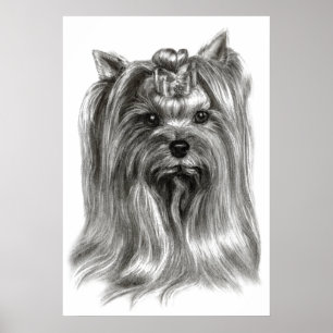 Hand Drawn Yorkshire Terrier Poster