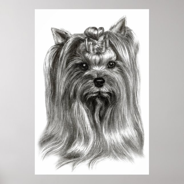 Hand Drawn Yorkshire Terrier  Poster (Front)