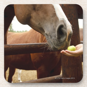Hand feeding a horse an apple. coaster