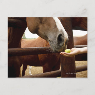 Hand feeding a horse an apple. postcard