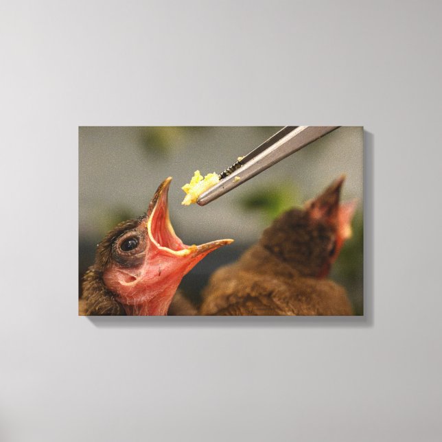 hand feeding a house sparrow nestling  canvas print (Front)