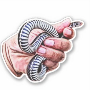 hand holding baby snake reptile animals art