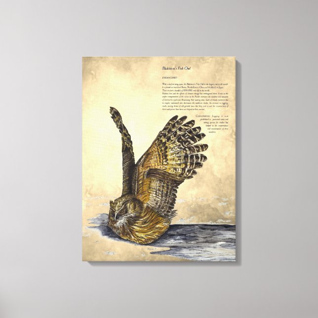 Hand Paint Endangered Owl Print Canvas (Front)