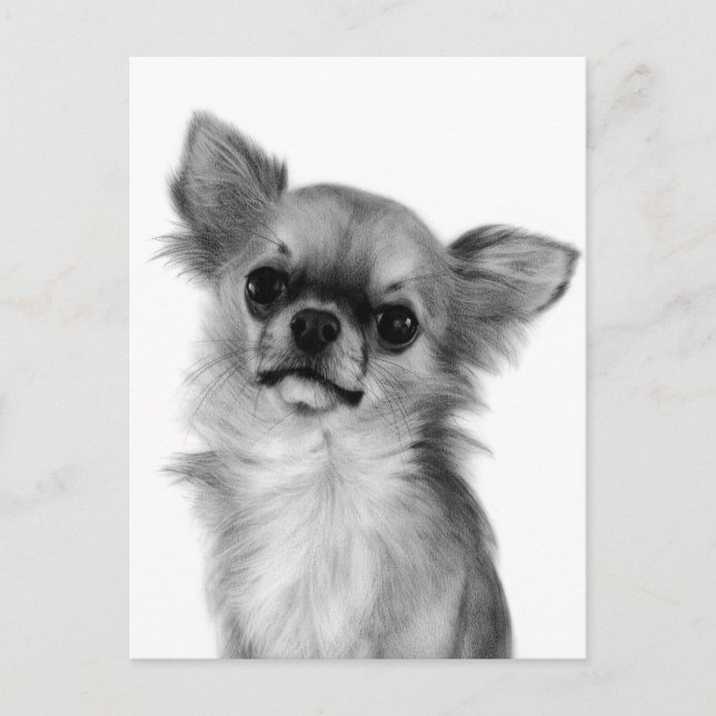 Hand painted Cute Chihuahua Artwork Postcard (Front)