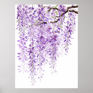 hand painted purple wisteria  in bloom 2024 poster