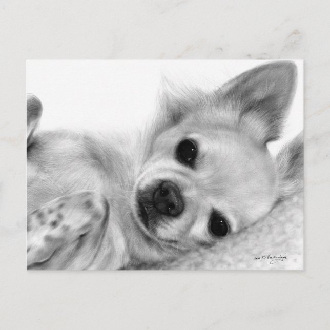 Hand Painted Relaxed Chihuahua  Artwork Postcard (Front)
