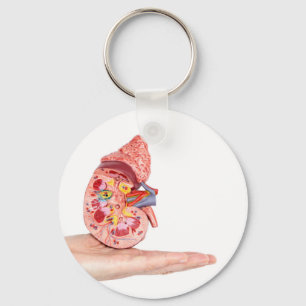 Hand showing model with inside of human kidney key ring