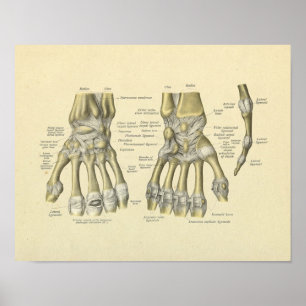 Hand Wrist Fingers Anatomy Bones Print