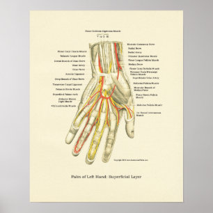 Hand & Wrist Internal Anatomy Poster