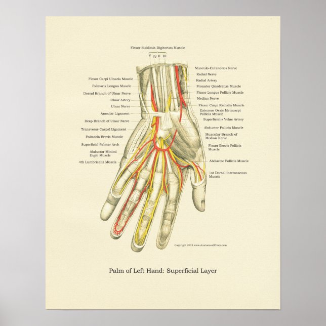 Hand & Wrist Internal Anatomy Poster (Front)