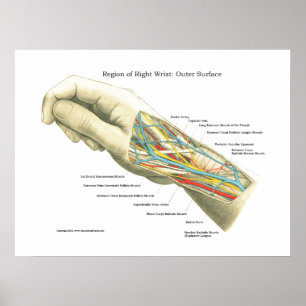 Hand & Wrist Internal Anatomy Poster