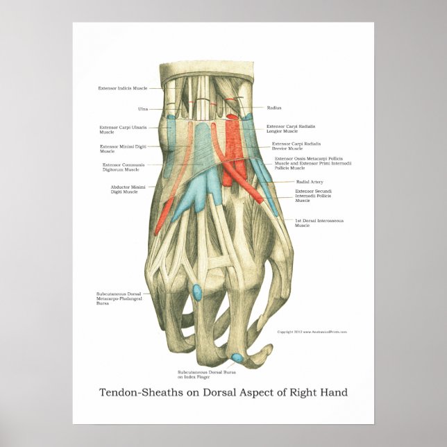 Hand & Wrist Internal Anatomy Poster (Front)
