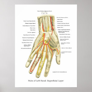 Hand & Wrist Internal Anatomy Poster