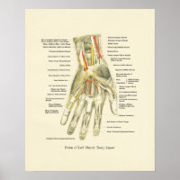 Hand & Wrist Internal Anatomy Poster
