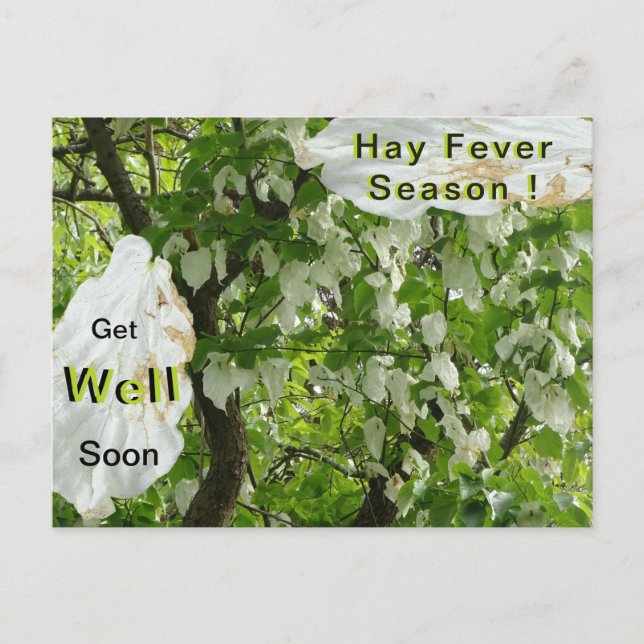 Handkerchief Tree Hay Fever Season Postcard (Front)