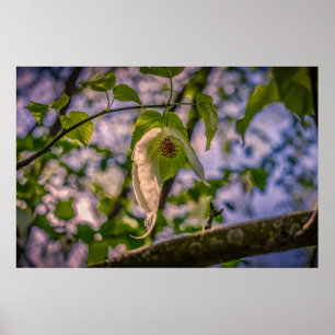 Handkerchief Tree Poster