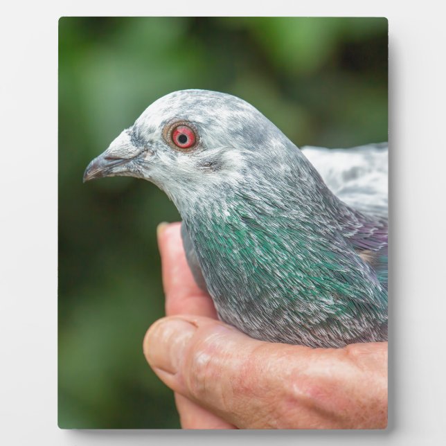 Hands holding racing pigeon outside.JPG Plaque (Front)