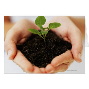 Hands holding sapling