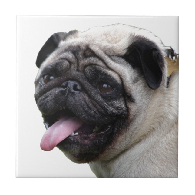 Handsom white Pug photo accessories, add names Tile (Front)