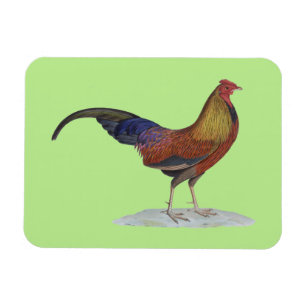 Handsome Alert Rooster Magnet