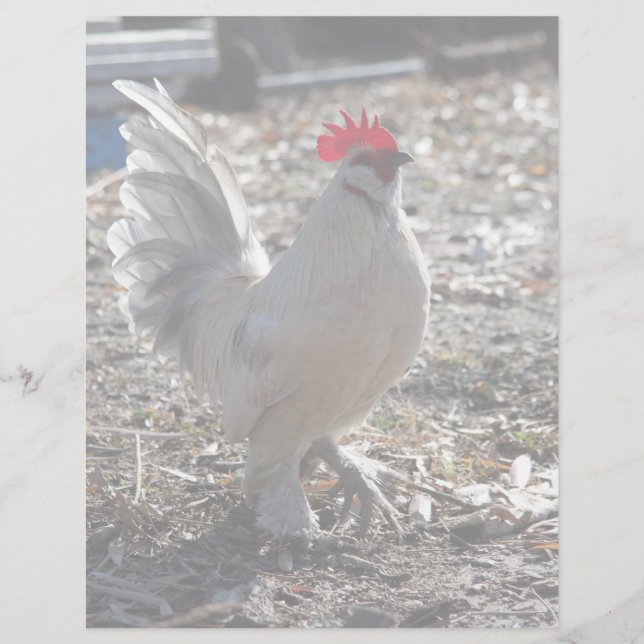 Handsome Bantam D'uccle Rooster (Front)