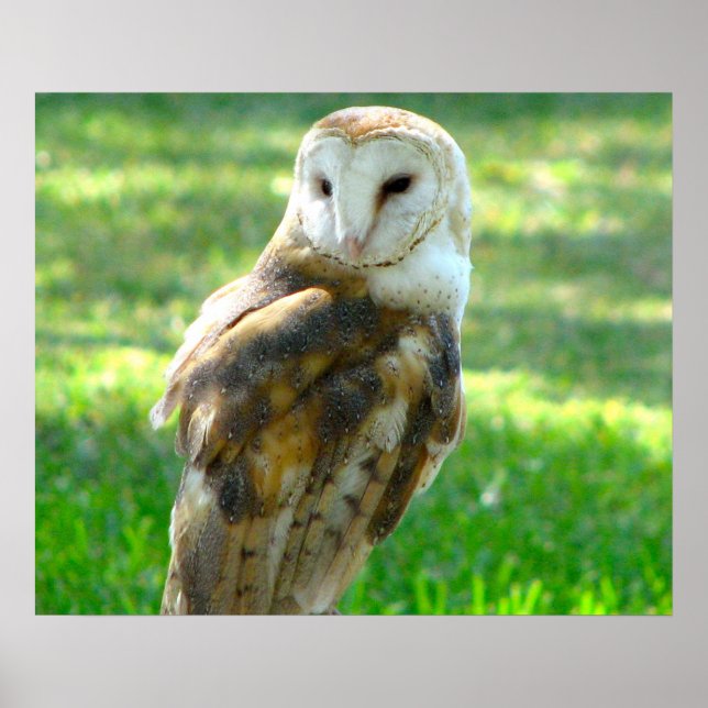 Handsome Barn Owl Poster (Front)